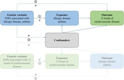 Exploring the genetic association of allergic diseases with cardiovascular diseases: a bidirectional Mendelian randomization study